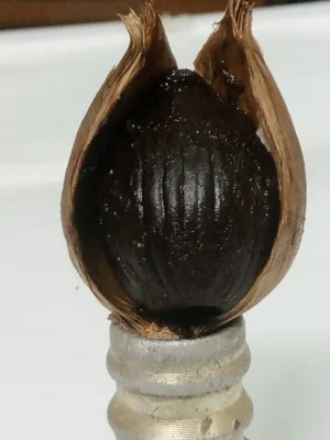 Black Garlic (কালো রসুন) — image 9