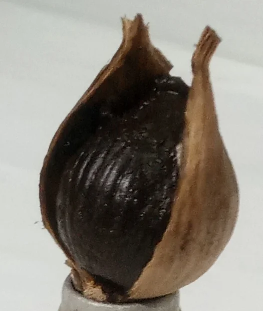 Black Garlic (কালো রসুন) — image 6